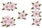 Cherry blossoms isolated groups for design