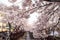 Cherry blossoms in Jinhae, Korea