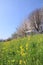 Cherry blossoms on Katsuragawa river bank