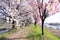 Cherry blossoms on Katsuragawa river bank