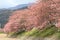 Cherry blossoms (Kawazu Cherry) and Kawazu river