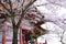 Cherry blossoms,Kiyomizudera,Japan.