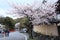 Cherry blossoms,Kiyomizudera,Japan.