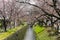 Cherry blossoms, Kyoto, Japan