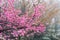 Cherry blossoms, the many Prunus cerasoides that are starting to bloom in pink look beautiful along the path in the village, and