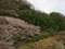 Cherry blossoms at Matukawa Lake