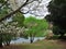 Cherry blossoms at Matukawa Lake