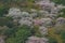 cherry blossoms on Mount Arashi in the Arashiyama area of Kyoto, Japan 12 April 2012