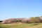 The cherry blossoms at Negishi Shinrin Park