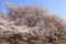 The cherry blossoms at Negishi Shinrin Park