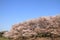 The cherry blossoms at Negishi Shinrin Park