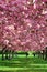 Cherry blossoms in New York Botanical Gardens