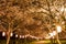 Cherry blossoms at night