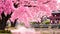 Cherry blossoms and pagoda in the park, Japan, AI Generated