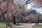 Cherry Blossoms Park Bench Northwest Washington, D.C.