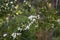 Cherry blossoms in the park on the hill. Puerto Varas, Chile.