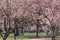 Cherry Blossoms in the Park Washington, D.C.