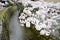 Cherry Blossoms on Philosopher`s Walk, or Tetsugaku-no-Michi, Kyoto