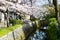 Cherry Blossoms on Philosopher`s Walk, or Tetsugaku-no-Michi, Kyoto, Japan