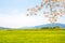 Cherry blossoms and rape flowers field in Gyeongju, Korea