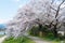 Cherry blossoms on Riverbank of the Kamo River Kamo-gawa in Kyoto, Japan. The riverbanks are