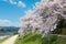 Cherry blossoms on Riverbank of the Kamo River Kamo-gawa in Kyoto, Japan. The riverbanks are