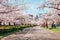 Cherry blossoms road at Kema Sakuranomiya Park in Osaka, Japan