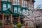 Cherry blossoms and row houses on Calvert Street in Charles Village, Baltimore, Maryland