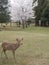 Cherry blossoms Sakura and deers in Nara Park, Japan