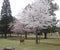 Cherry blossoms Sakura and deers in Nara Park, Japan