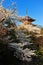 The cherry blossoms sakura flower during spring time with the temple in Japan.