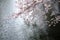 Cherry blossoms, sakura in Japanese, and rippling waters in Japan