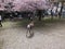 Cherry blossoms Sakura in Nara Park, Japan