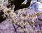 Cherry Blossoms (Sakura Trees), High Park Toronto