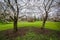 Cherry blossoms at Sherwood Gardens Park, in Guilford, Baltimore, Maryland