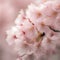 Cherry blossoms shower the world in soft and fleeting beauty