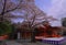 Cherry Blossoms of Shrine`FUJISAN HONGU SENGENTAISHA ` Fujinomiya City Japan