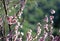 Cherry blossoms in soft afternoon light