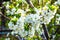 Cherry blossoms. Soft bokeh. Background