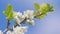 Cherry blossoms in spring concept. White flowers of cherry blossom on cherry tree. Slow motion.