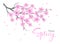 Cherry blossoms spring flowers branch isolated