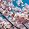 cherry blossoms in the spring season. AI-Generated.