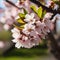 cherry blossoms in the spring season. AI-Generated.