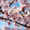 cherry blossoms in the spring season. AI-Generated.