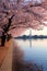 cherry blossoms surrounding the tidal basin