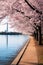 cherry blossoms surrounding the tidal basin