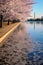 cherry blossoms surrounding the tidal basin
