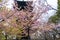 Cherry blossoms at Toji pagoda, Kyoto , Japan,