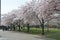 Cherry Blossoms at Tom McCall Waterfront Park in Portland, Oregon