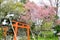 Cherry blossoms and Torii Gate in Hirano Jinja Shrine, Kyoto